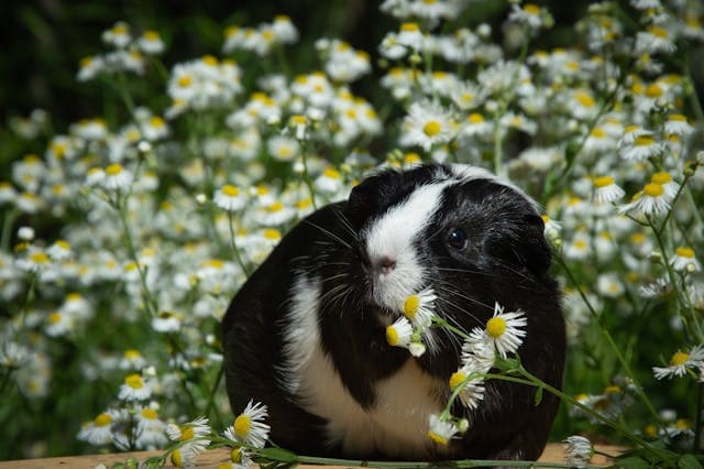 Guinea Pig against Dandelions