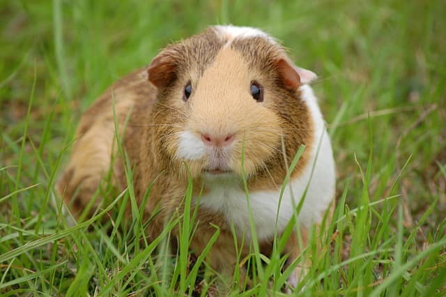 Guinea pig hiding on the grass