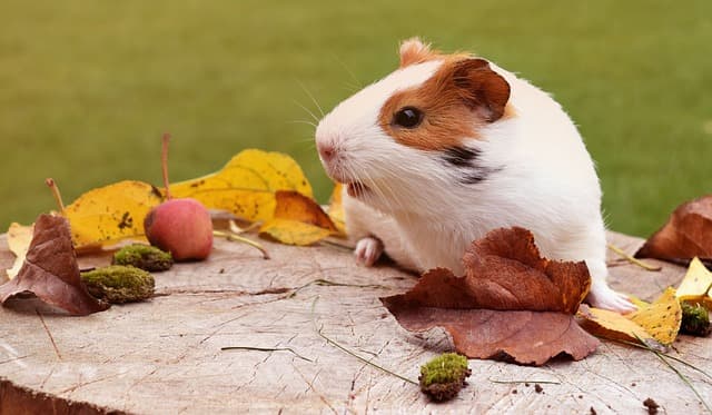 Guinea pig standing on the top of the branch
