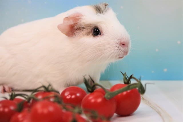 Guinea pig with bunch of tomatoes