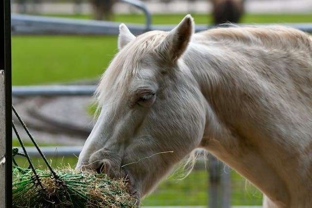 Head of Horse eating dry grass