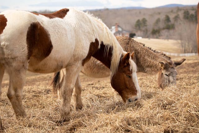 Horse Eating Hay