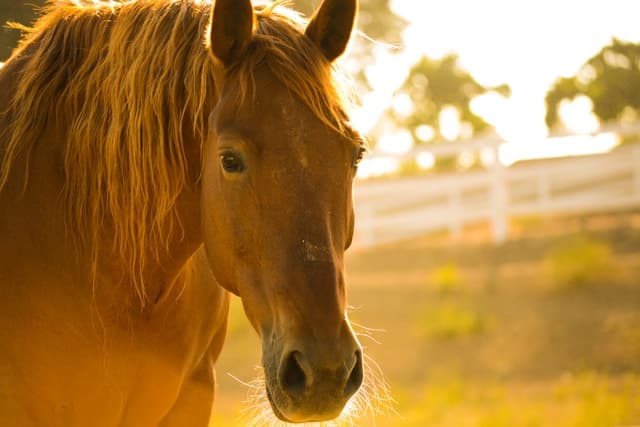 Horse at Sunset