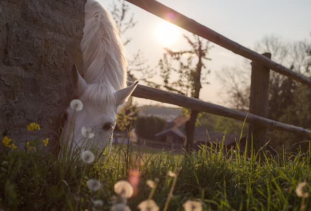 Horse searching for food