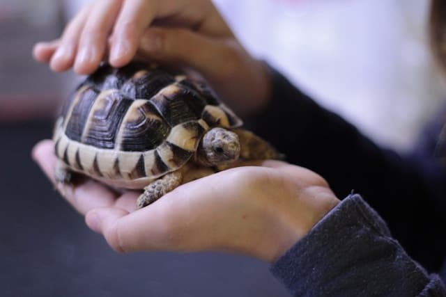 Human petting a turtle on his hands
