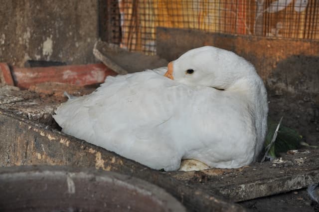 Mother duck sitting on eggs