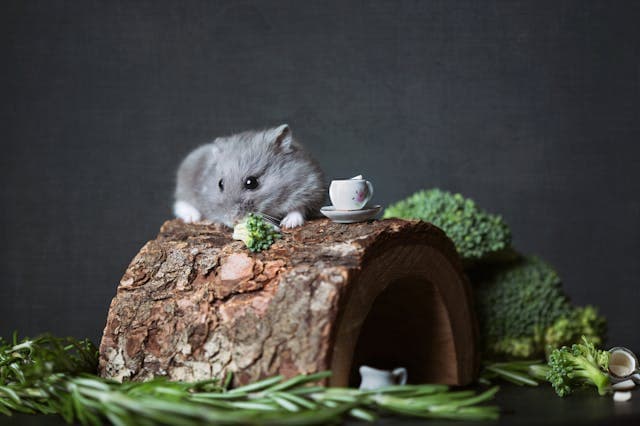 Photography of Hamster