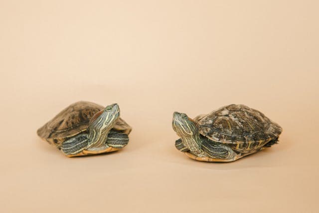 Red-eared turtles on a Pink Background