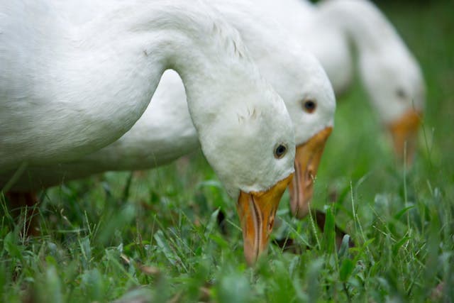 Three White Ducks eating grass