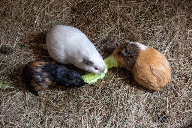 Three guinea pigs eating cucumber