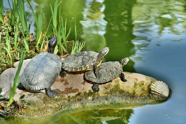Three turtles on the top of the rock on the pond