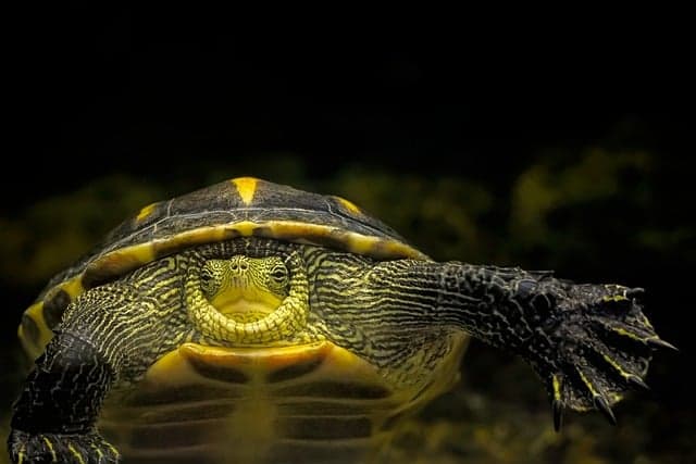 Turtle at night hiding inside shell