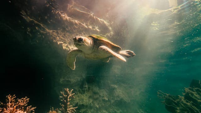 Turtle in Sea