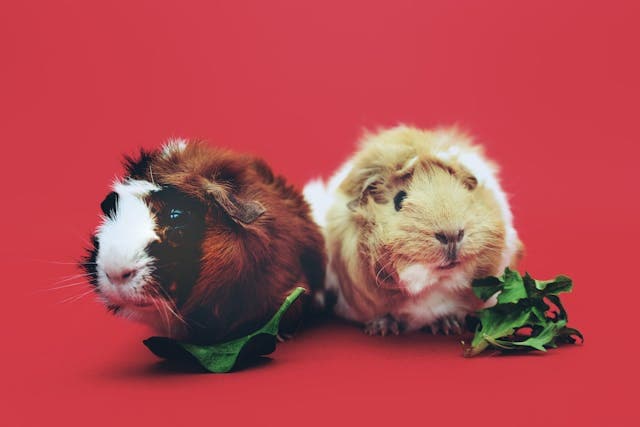 Two Guinea pig eating cabbage