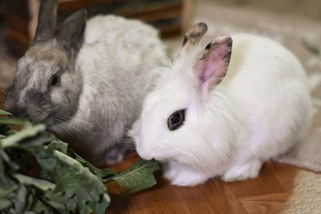 Two bunnies eating bok choy