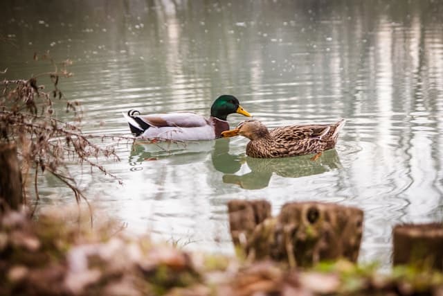 Two ducks cuddling each other
