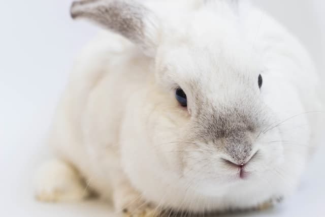 White rabbit on white background