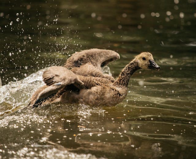 Wild duck swimming in lake and flapping wings