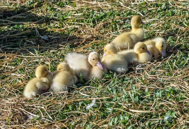 cute ducklings warming up in the morning sun