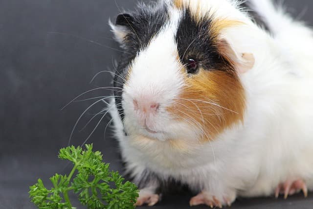cute guinea pig with green leaf