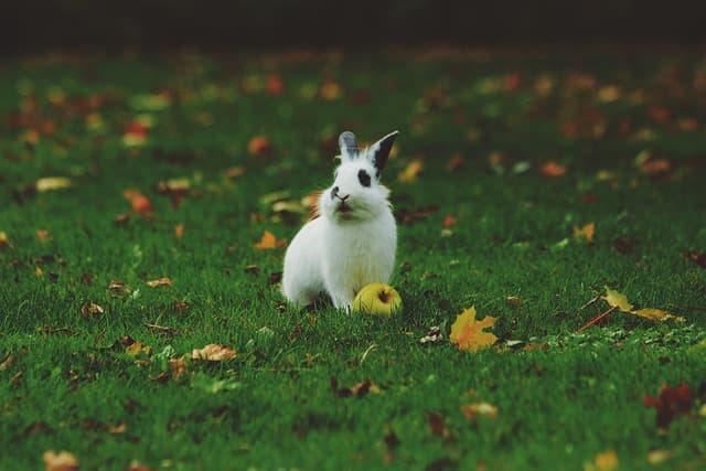 Bunny with green apple