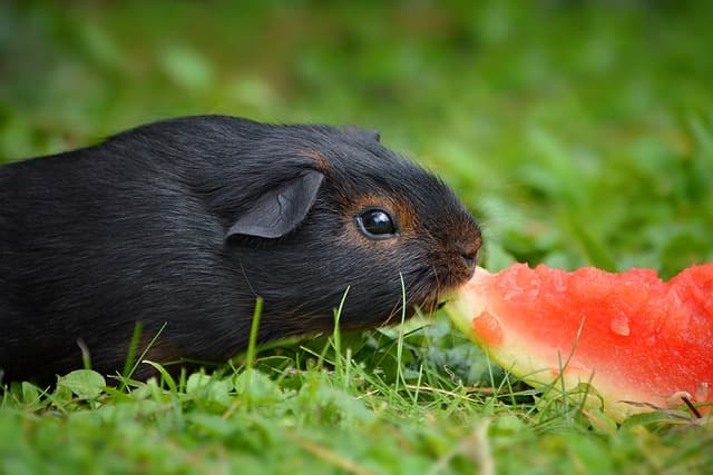 Black guinea pig eating watermelon the the ground