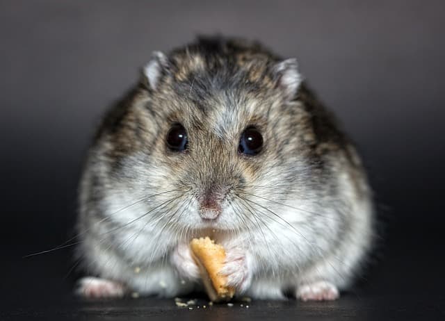hamster eating biscuits