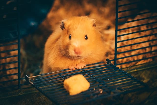 hamster inside cage trying to eat cheese