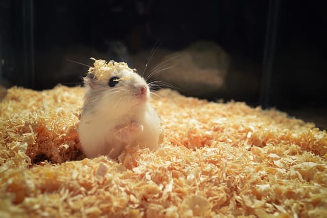 hamster inside warm cage