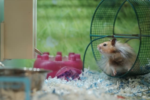 hamster inside cage while exercising