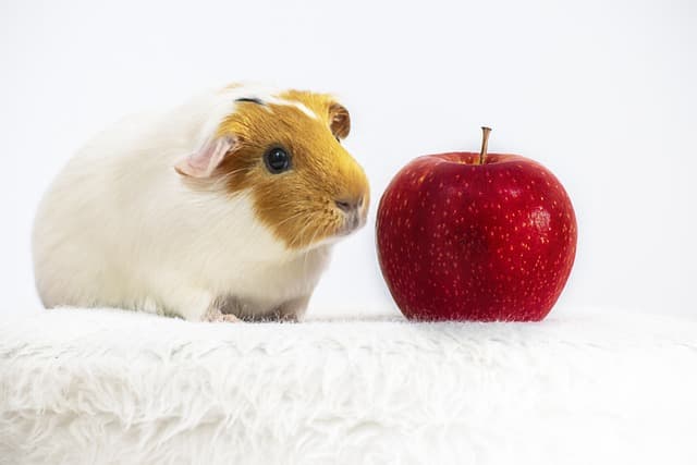 Guinea pig beside red apple