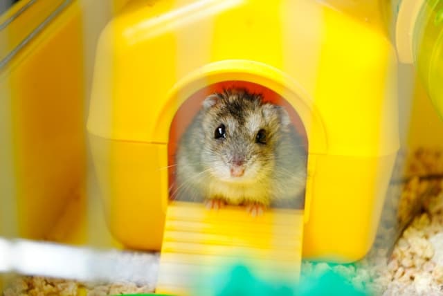 pet hamster inside cage