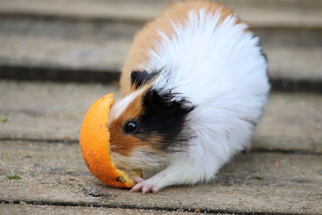 White and Brown Guinea Pig with an Orange Peel