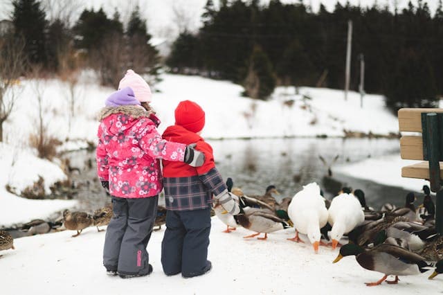 Two Children in Winter Coats Standing Together and Feeding Geese and Ducks Beside River in the Winter