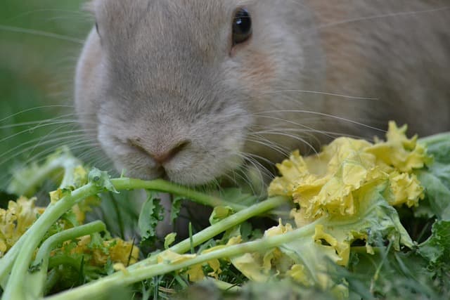 rabbit eats butter lettuce