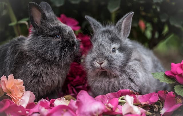 two bunnies with violet flowers