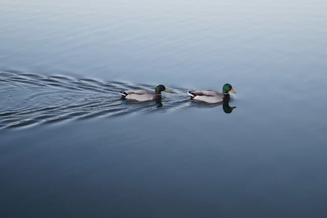two ducks swam on the lake