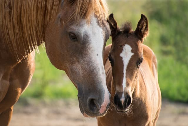 two horses