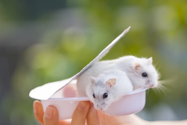 two white baby hamsters