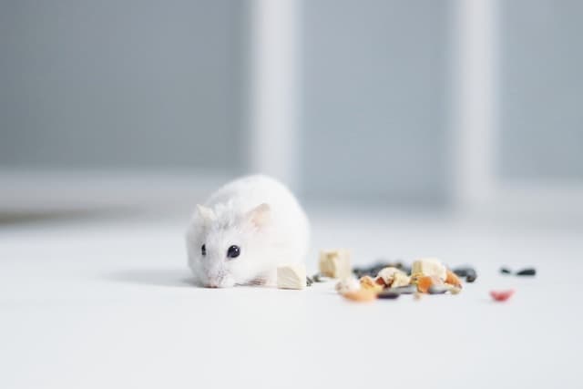 white hamster eating food