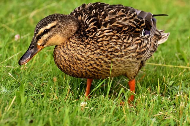 wild ducks searching for food