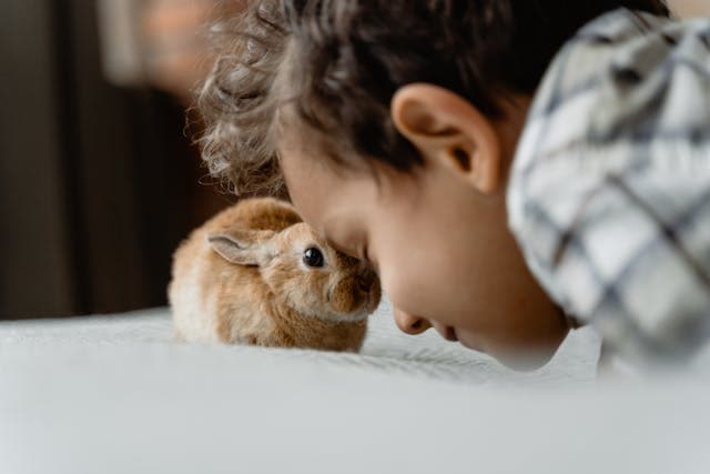 A Kid Leaning his Head on a small Rabbits Head