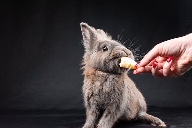 A Person Feeding a Pet Rabbit Cantaloupe