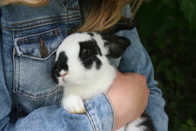 A Person Hugging a Shaking Rabbit