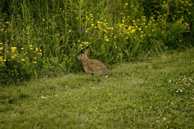 A Rabbit Sitting on a Meadow