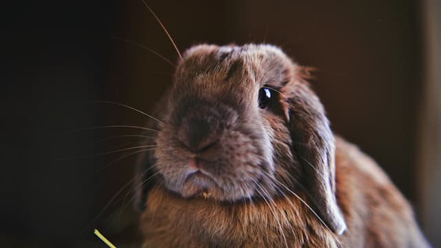 A blue tort, holland lop bunny rabbit looking at camera with classic grumpy face with eyes alert.