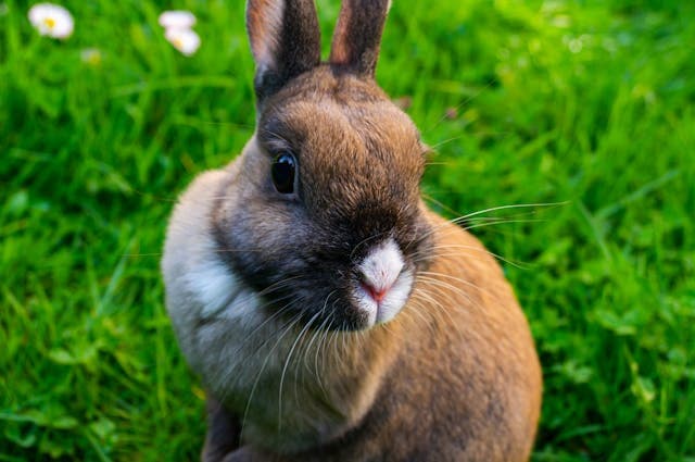 Adorable Bunny on Grass