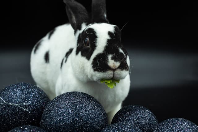 Adorable black and white pet rabbit eating herbs against black background with copy space