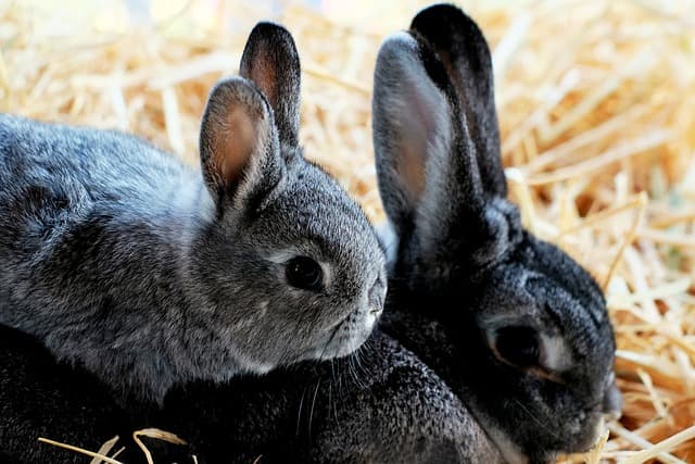 Baby bunny with her mother