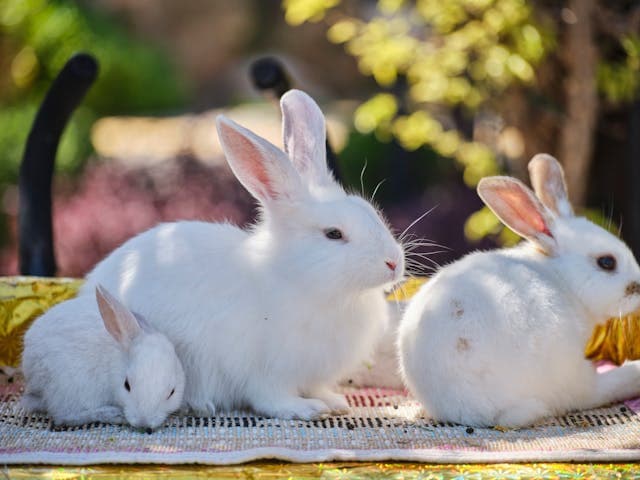 Baby bunny with its parents